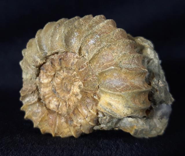 Pavlovia pavlovi (MICHALSKY 1890) - Bild &copy; FossNet FossilienStore